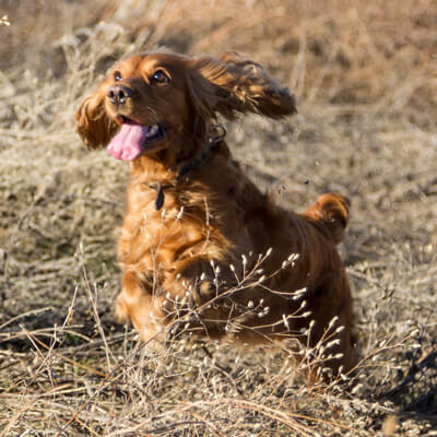 Why do working dogs love our food?