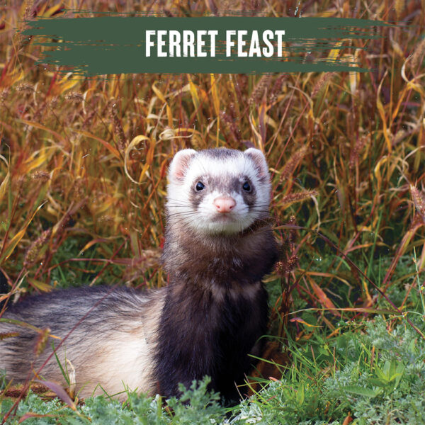 Alpha Ferret Feast 10kg & 2.5kg