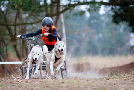 Husky Racing an Exciting Sport