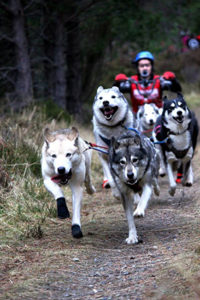 huskies