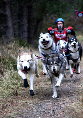 huskies