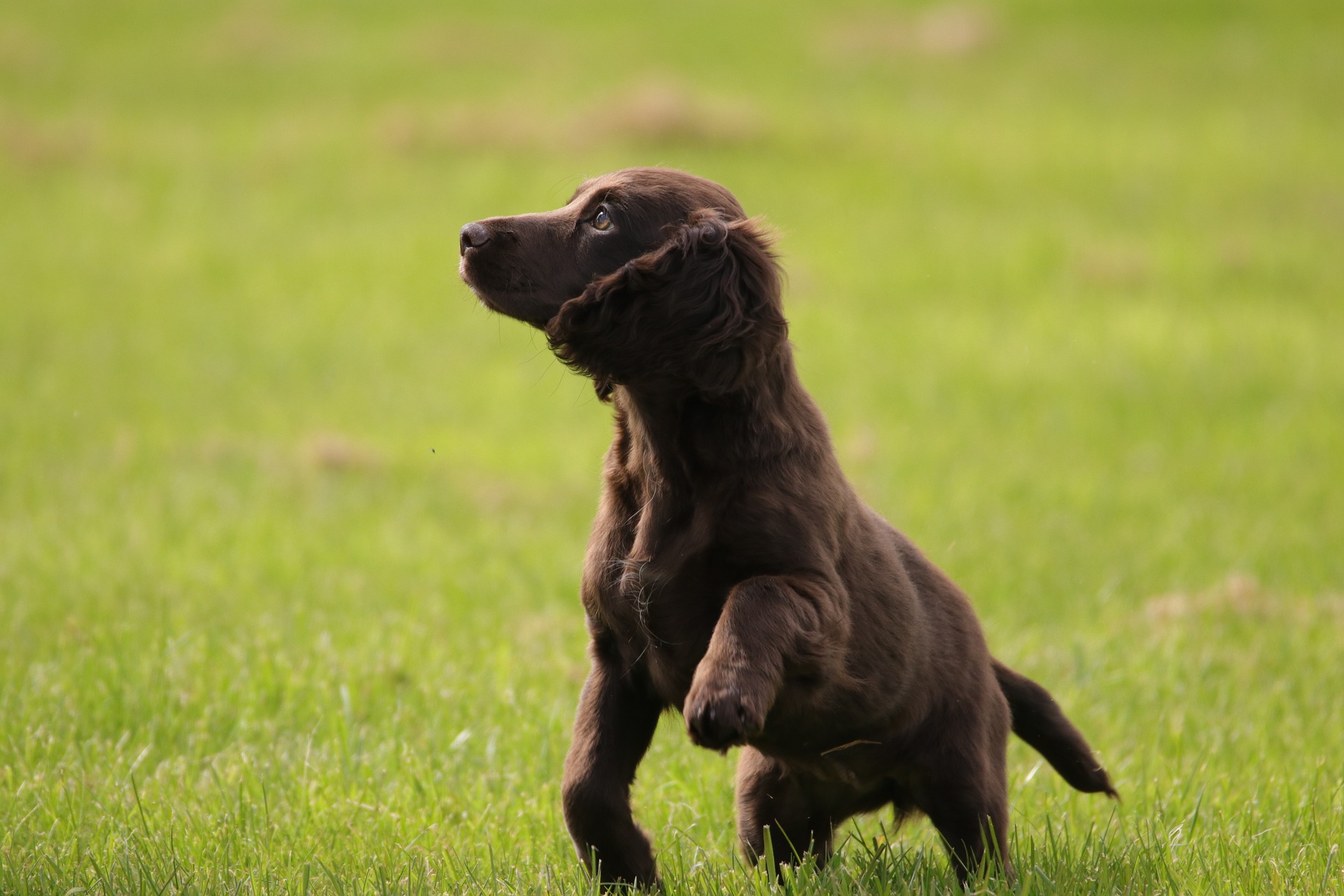 Training tips for young gundog puppies