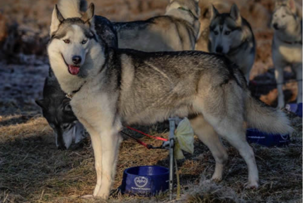 husky