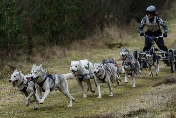 huskys