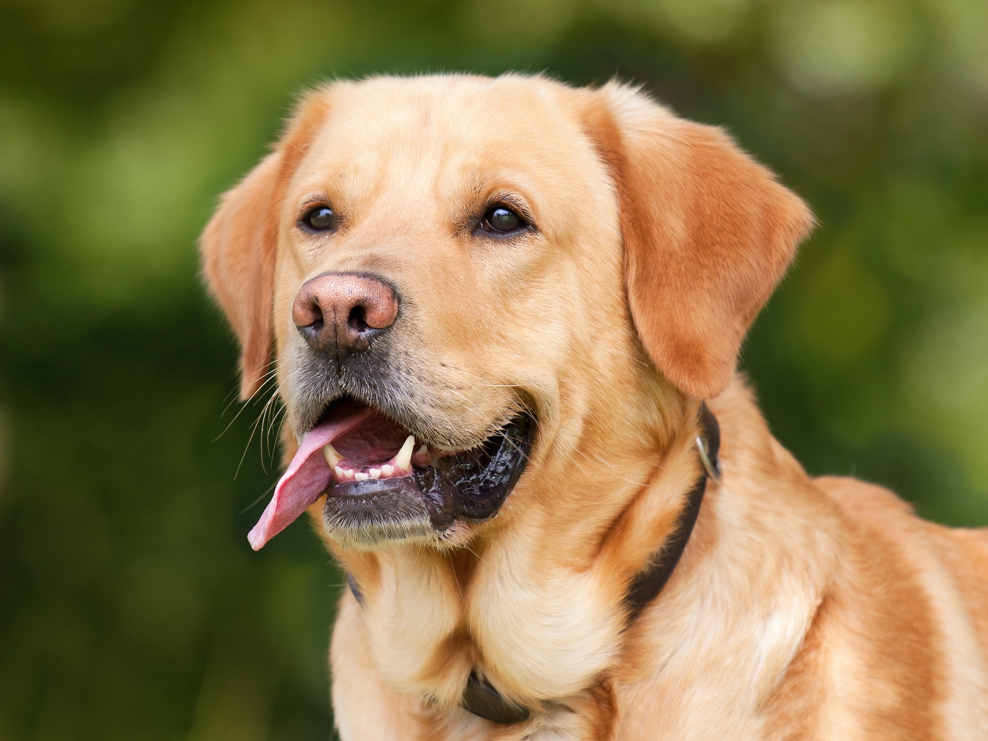 labrador yellow colour