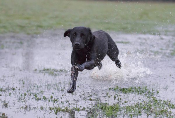 working dog