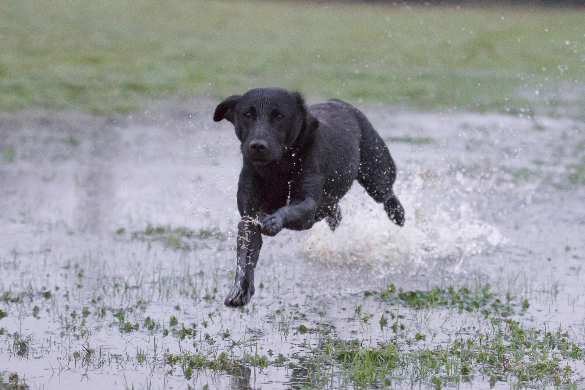 is too much exercise bad for my puppy