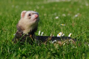 ferret