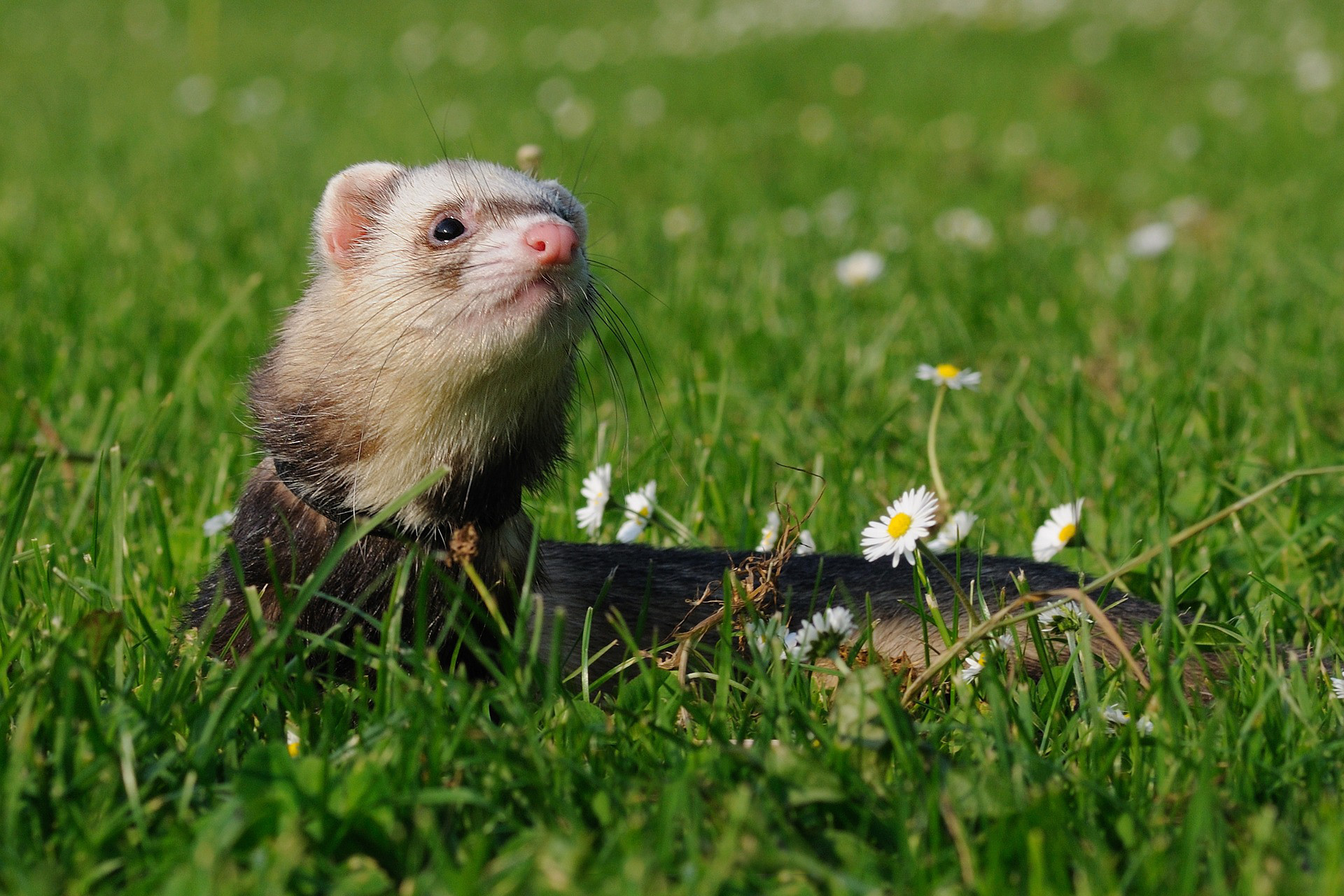 Caring for your working ferret