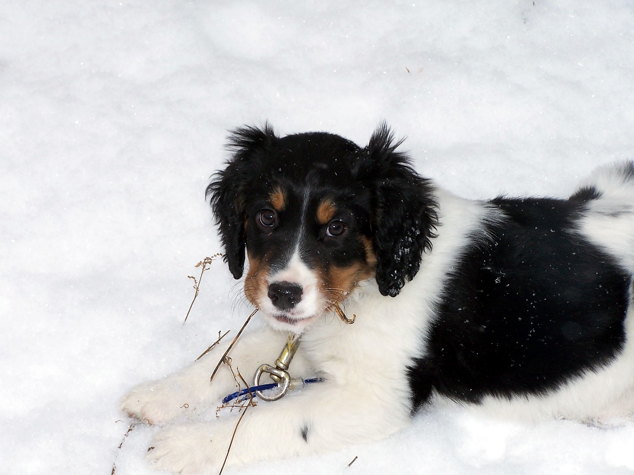 What qualities should gundog puppies have?