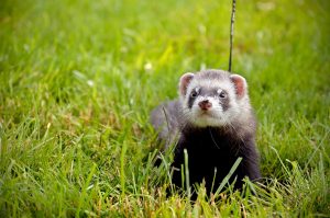 ferret on lead