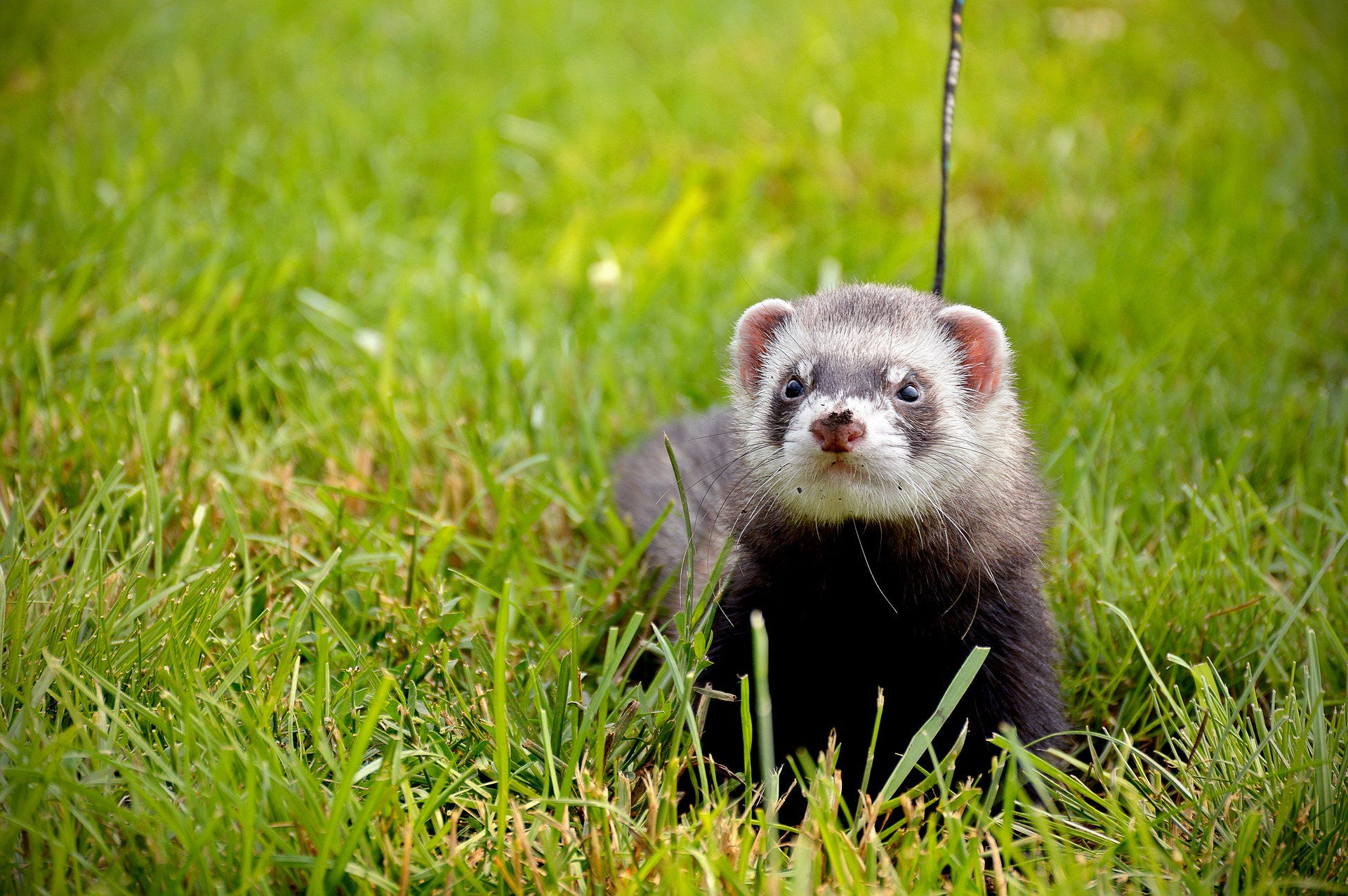 A quick guide on how to start ferreting from Simon Whitehead