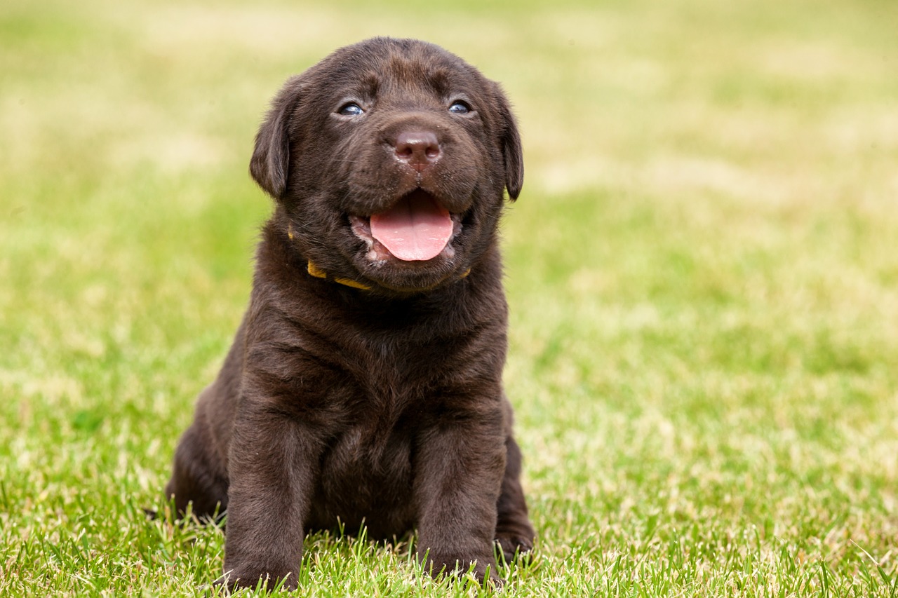 How to crate train your puppy