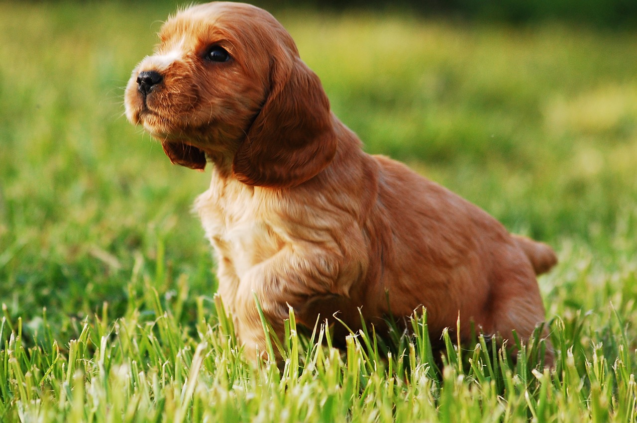 Bringing your puppy home for the first time