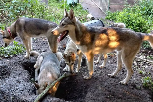 huskies