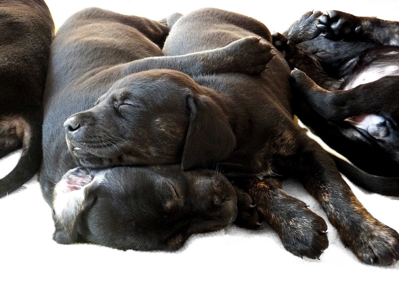 Puppies first night sale