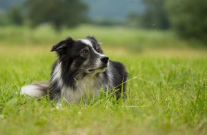 old collie