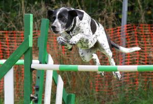 dog jumping