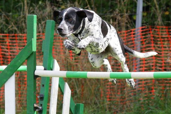 dog jumping