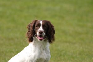 springer spaniel