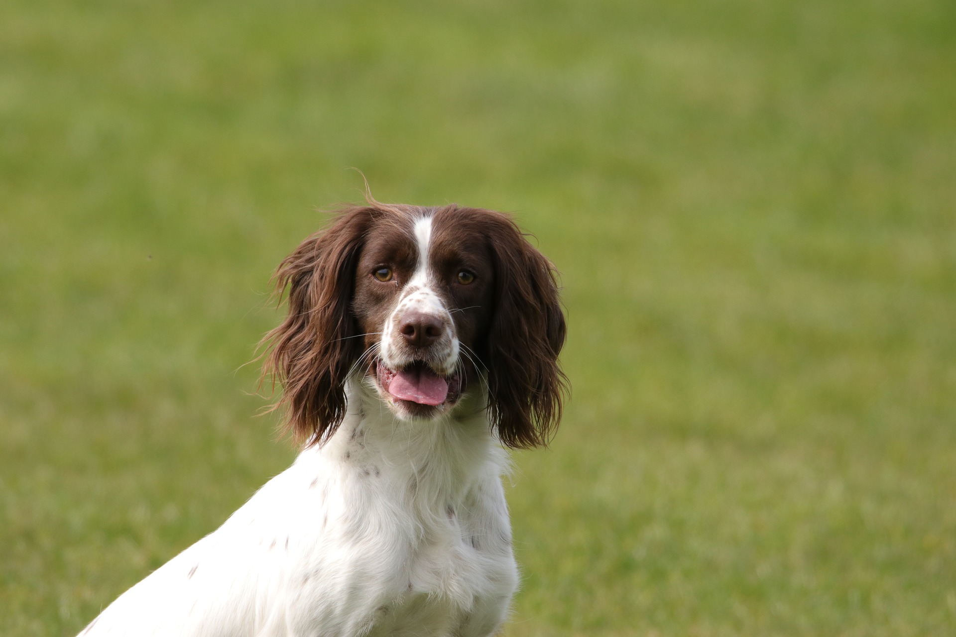 Can rescue dogs be good gundogs?