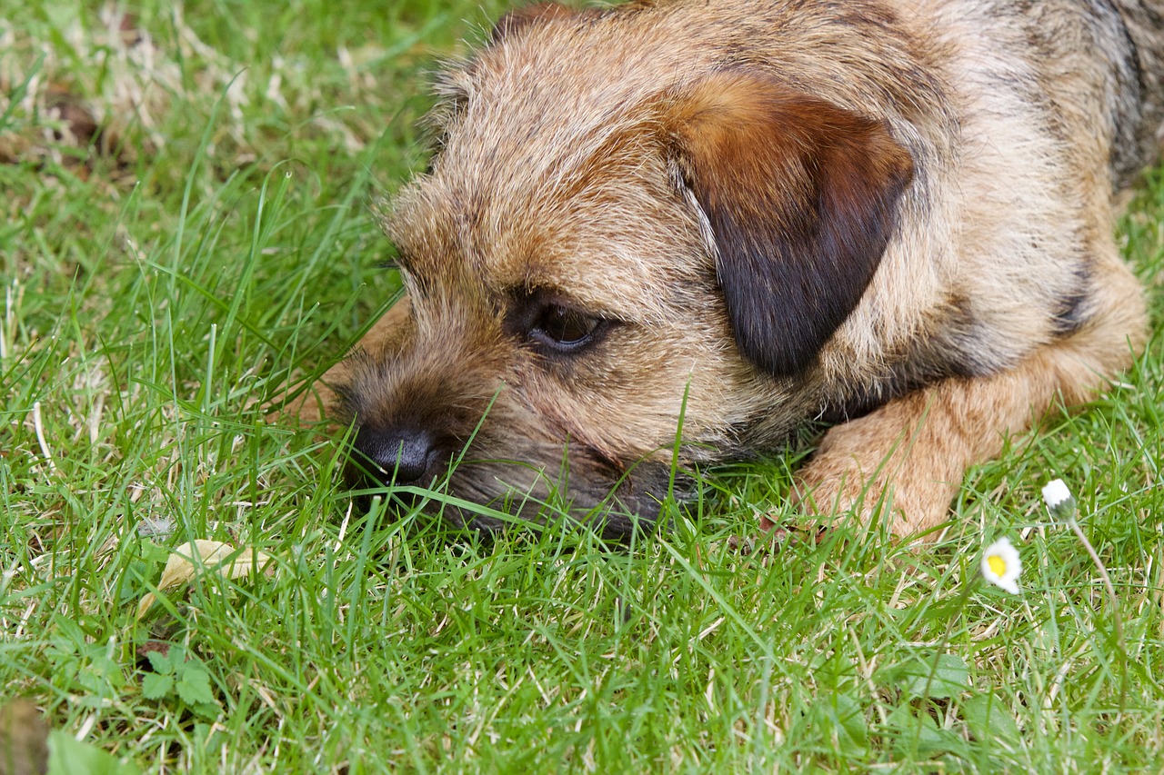 Spotlight on a working dog breed: Border Terriers