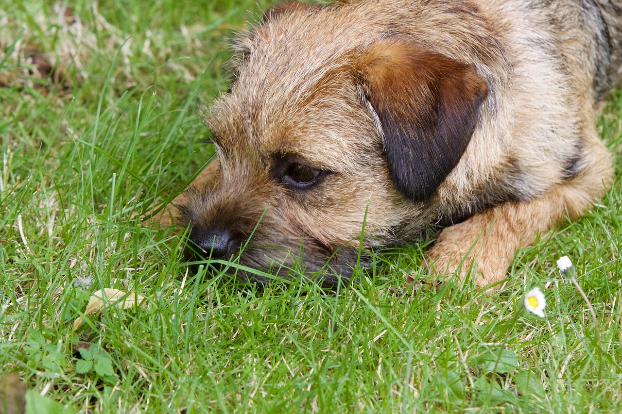 how much exercise does my border terrier need