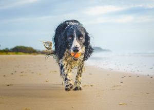 dog on beach