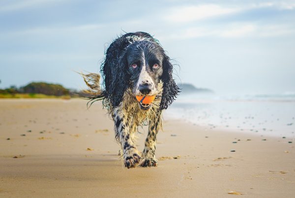 dog on beach