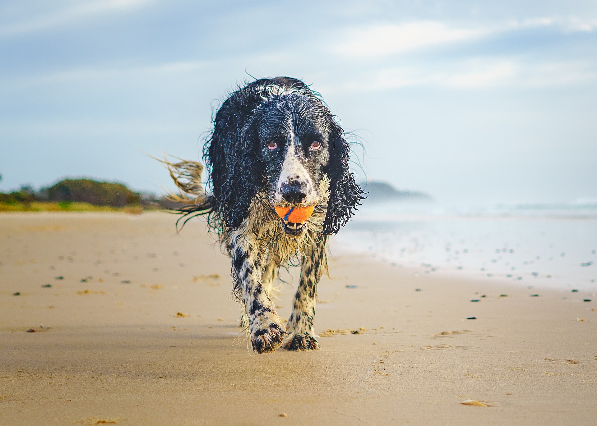 Gundog training for the summer 