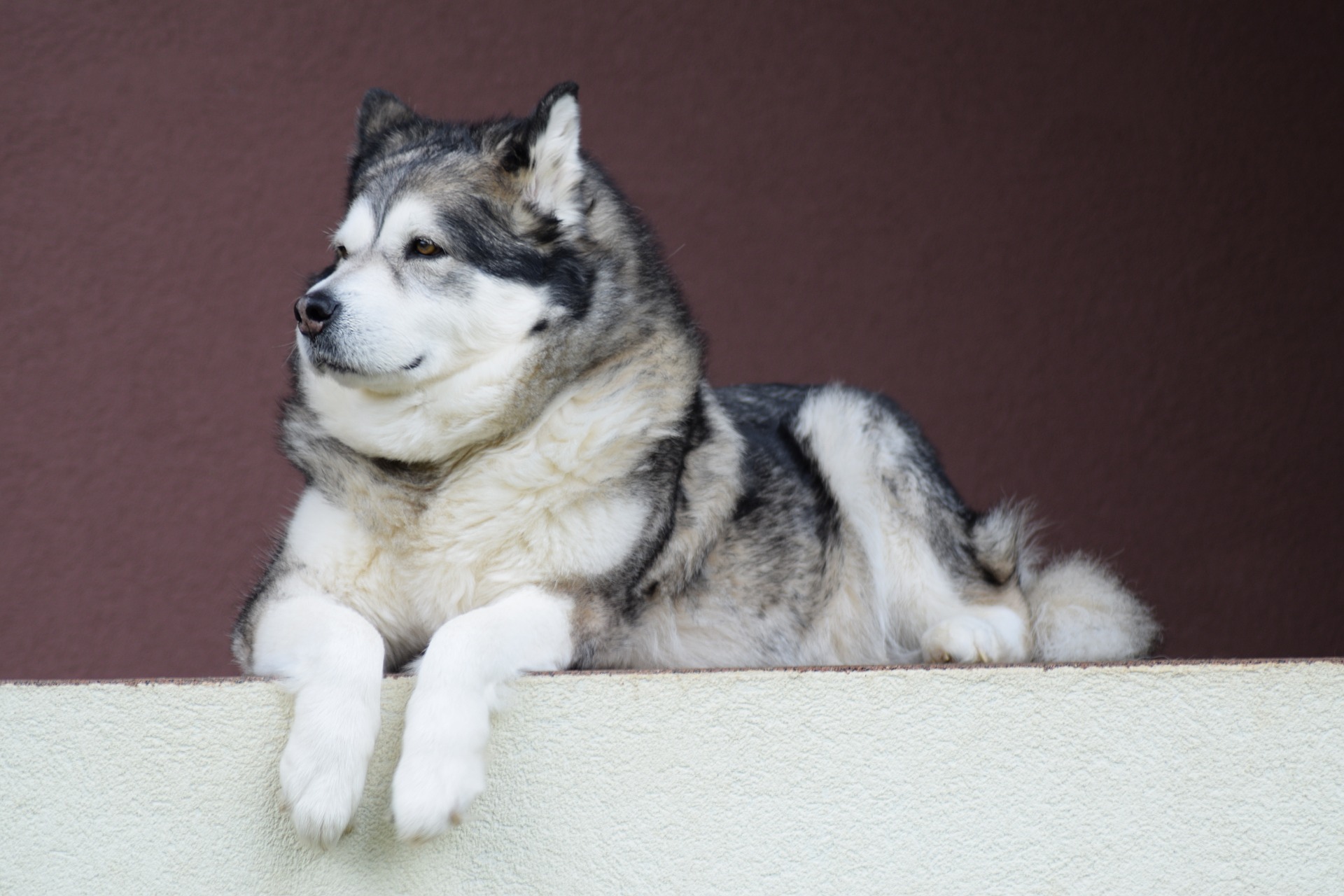 Spotlight on a working dog breed: Alaskan Malamute