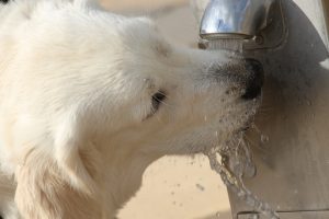 retriever, dog, drinking