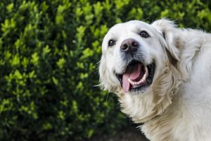 golden retriever, dog, working dog, gundog, gun dog