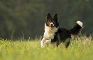 dog, border collie