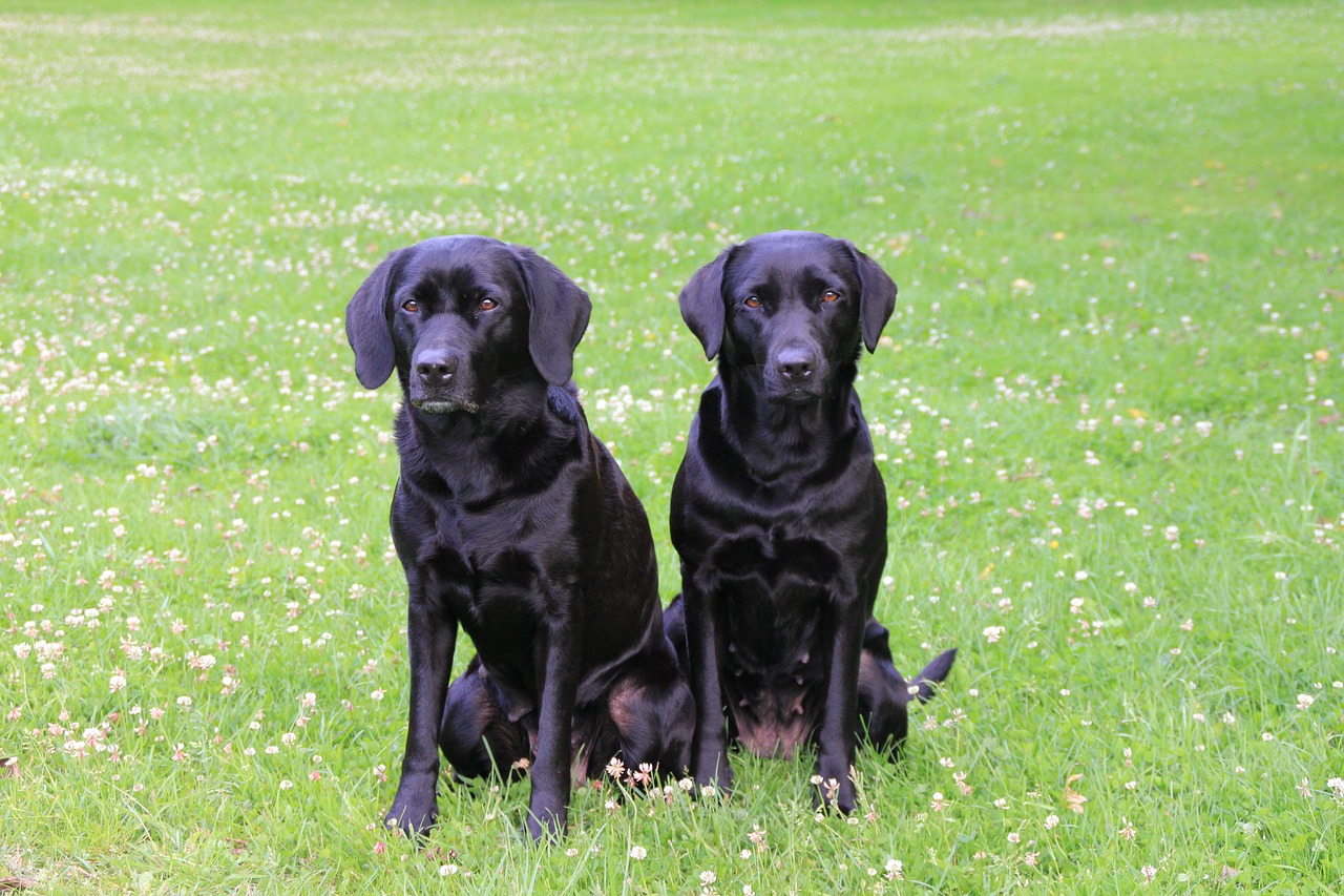 Top tips for training your young gun dog