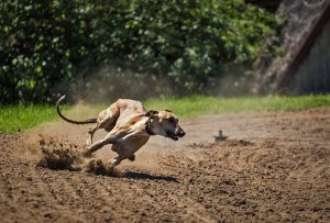 dog, greyhound, racing