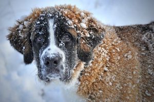 St Bernard working dog