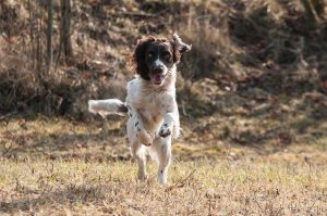 Dog running