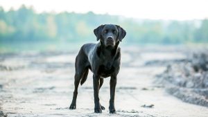 gun dog standing to attention