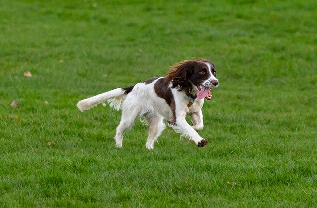 do gun dogs make good pets