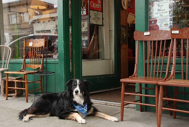 dog sat outside shop