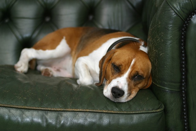 dog on sofa