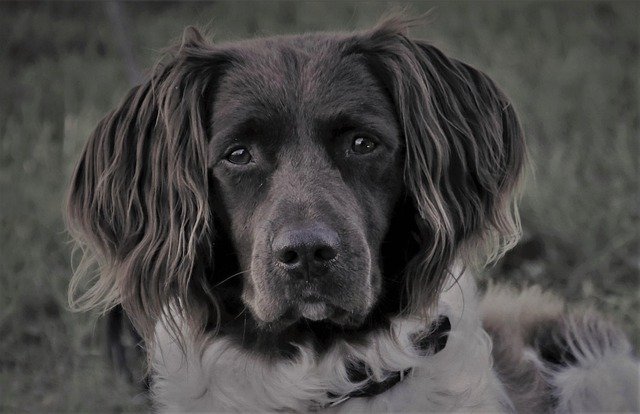 black and white dog