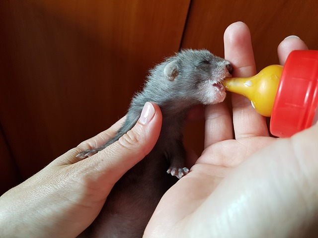 baby ferret feeding from bottle