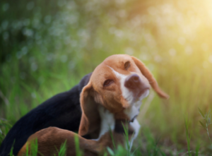 dog scratching it's ear