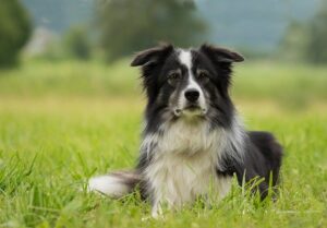 border collie laying in grass