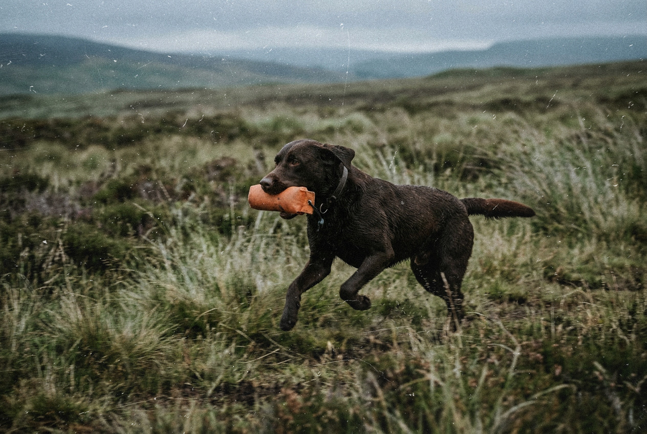 How much protein does your working dog need?
