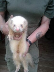 Alpha deals ferret food