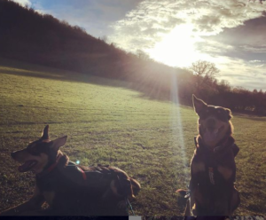 dogs, sun