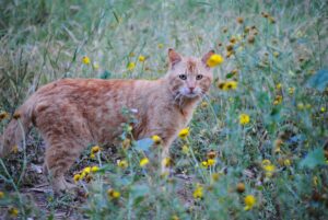 Ginger cat